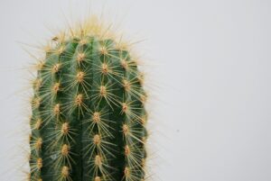 desert-640x480-5828908.jpeg