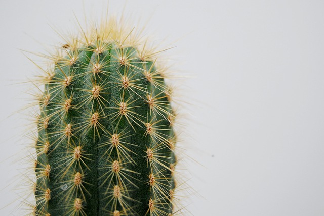 desert-640x480-5828908.jpeg