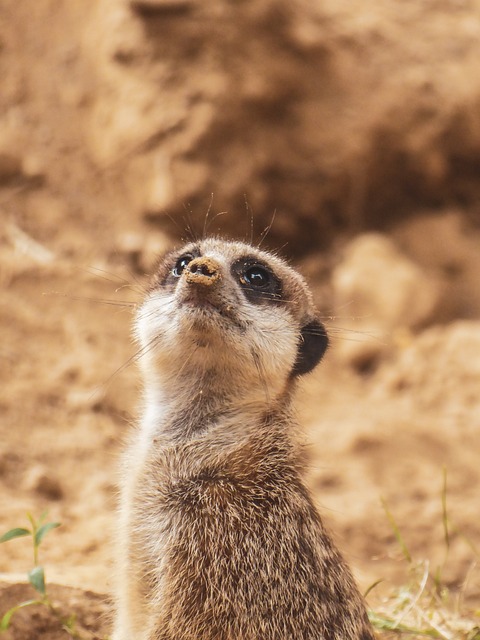 desert-640x480-68157410.jpeg