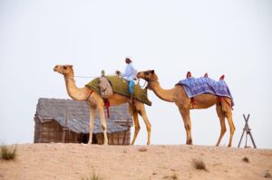 desert-640x480-70833345.jpeg