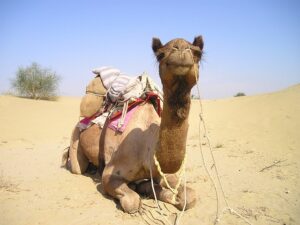 desert-640x480-82661343.jpeg