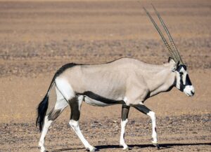 desert-640x480-90285904.jpeg