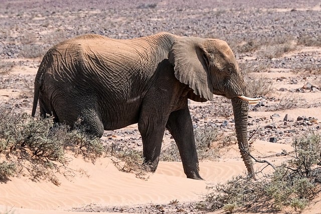 desert-landscape-640x480-35409414.jpeg