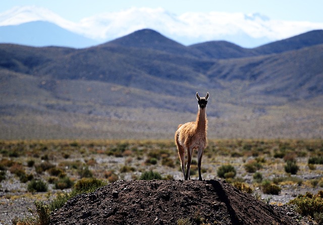 desert-landscape-640x480-58791676.jpeg