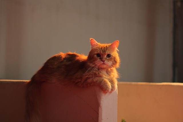 pet-sitting-640x480-10586330.jpeg