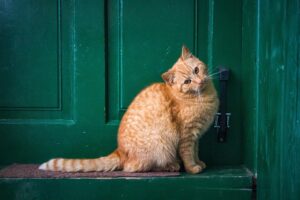 pet-sitting-640x480-24784023.jpeg