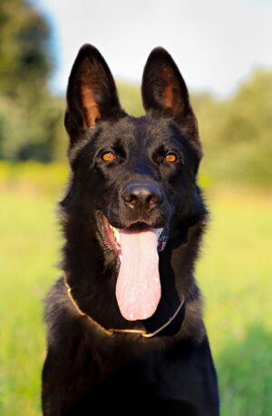 pet-sitting-640x480-37405561.jpeg