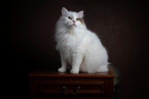 pet-sitting-640x480-43005017.jpeg
