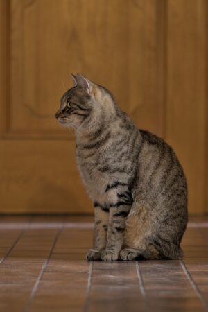 pet-sitting-640x480-47816244.jpeg