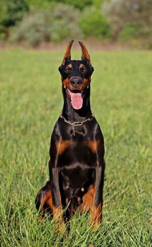 pet-sitting-640x480-53703331.jpeg