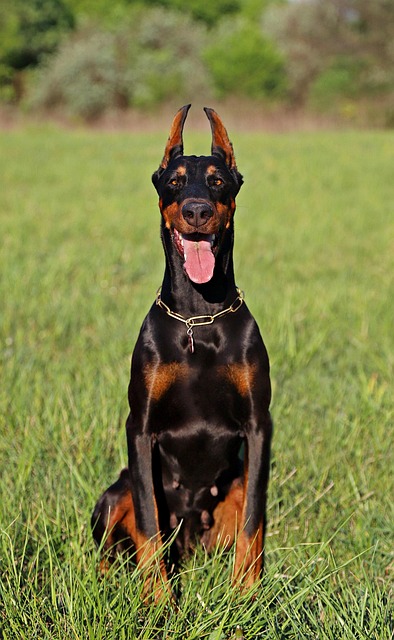 pet-sitting-640x480-53703331.jpeg