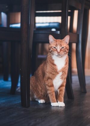 pet-sitting-640x480-740160.jpeg