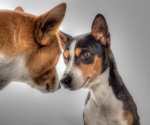 pet-sitting-640x480-7723941.jpeg