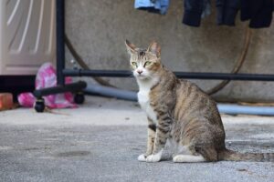pet-sitting-640x480-78107873.jpeg