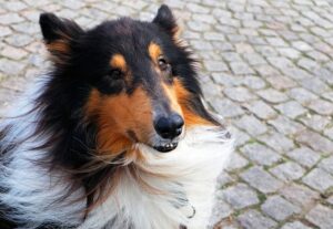 pet-sitting-640x480-78377486.jpeg