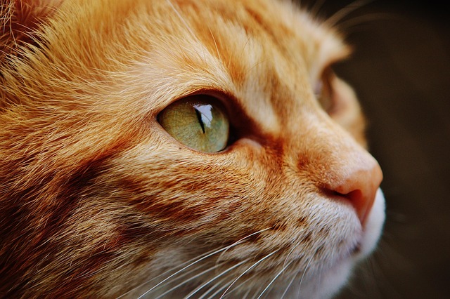 portrait-640x480-28593001.jpeg