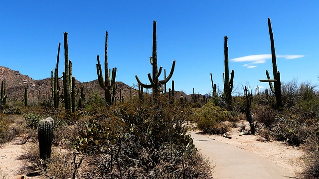 arizona landscape