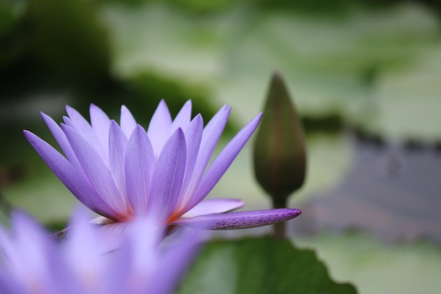 beauty-640x480-10619442.jpeg