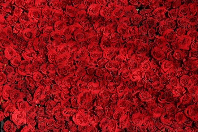 beauty-640x480-7921247.jpeg