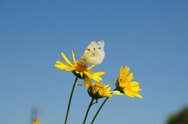 blue-640x480-54663042.jpeg