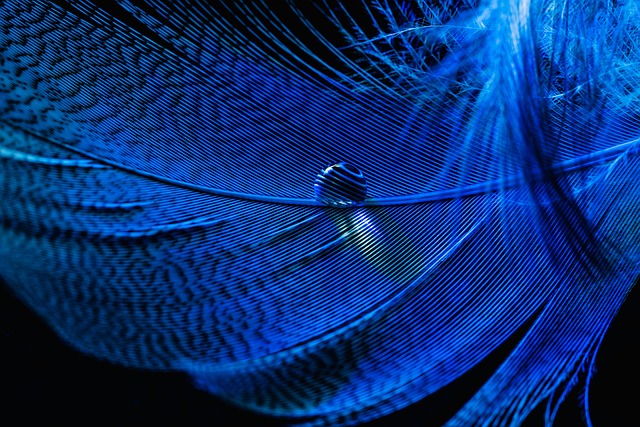 blue-640x480-75268471.jpeg