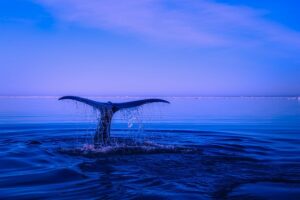 blue-640x480-84005748.jpeg