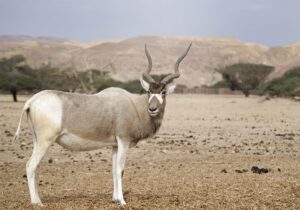 desert-640x480-95283499.jpeg