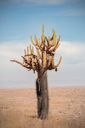 desert-landscape-640x480-48073038.jpeg