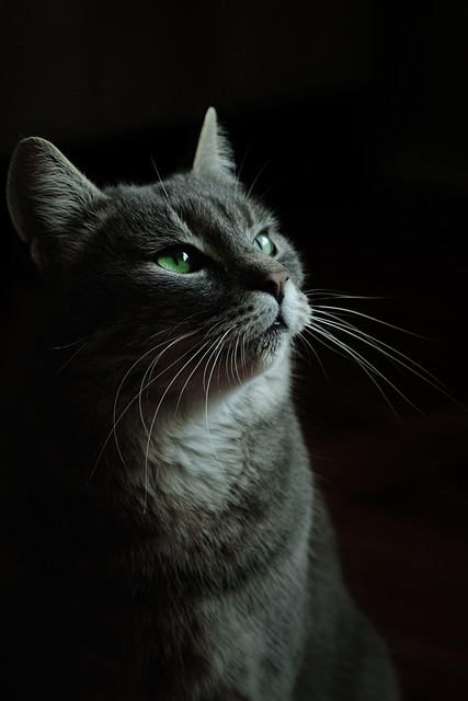 face-640x480-65638625.jpeg