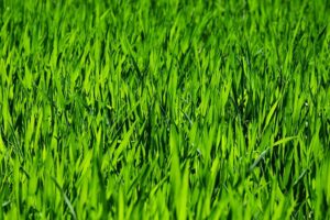 lawn-care-640x480-60345839.jpeg