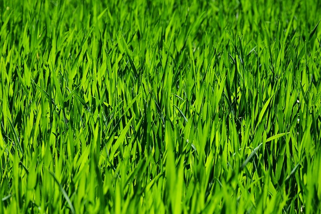 lawn-care-640x480-60345839.jpeg