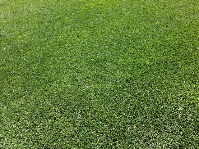 lawn-care-640x480-70240832.jpeg