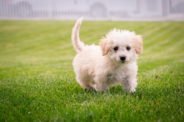 lawn-care-640x480-81007610.jpeg