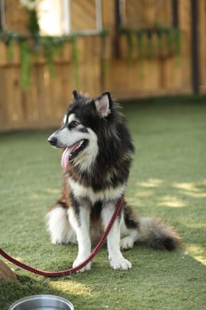 pet-sitting-640x480-11317874.jpeg