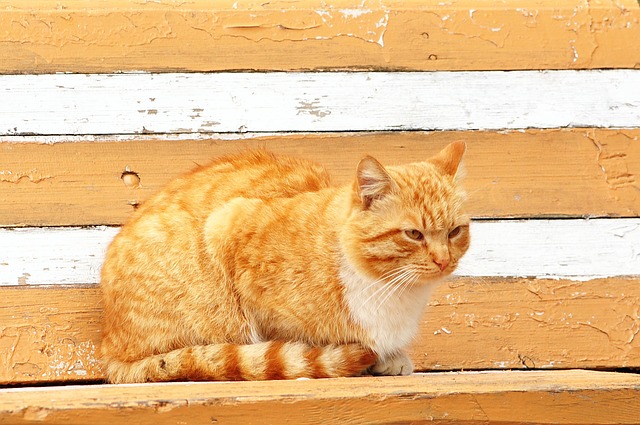 pet-sitting-640x480-15386051.jpeg