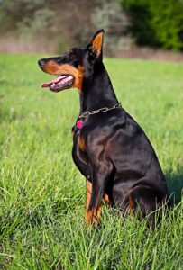 pet-sitting-640x480-32424902.jpeg