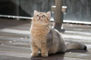 pet-sitting-640x480-34429575.jpeg