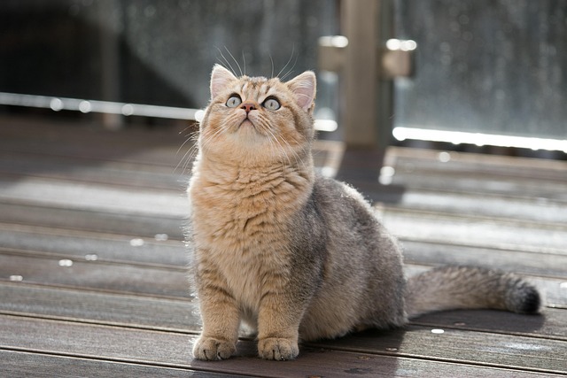 pet-sitting-640x480-34429575.jpeg