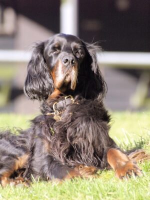 pet-sitting-640x480-4327086.jpeg