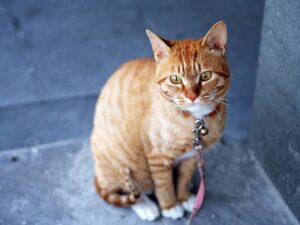 pet-sitting-640x480-60276384.jpeg