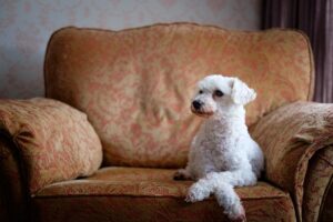pet-sitting-640x480-62511955.jpeg