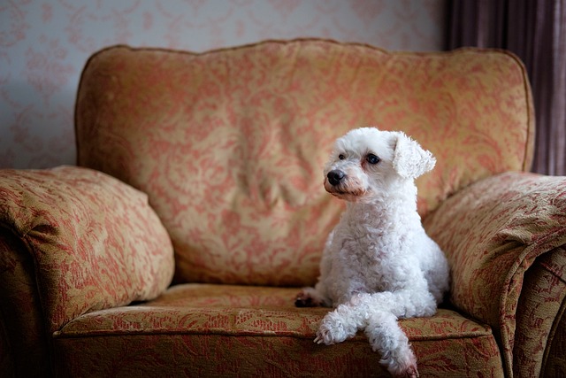 pet-sitting-640x480-62511955.jpeg