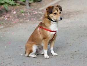 pet-sitting-640x480-75163650.jpeg