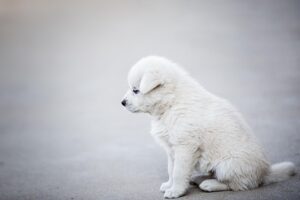 pet-sitting-640x480-9404323.jpeg