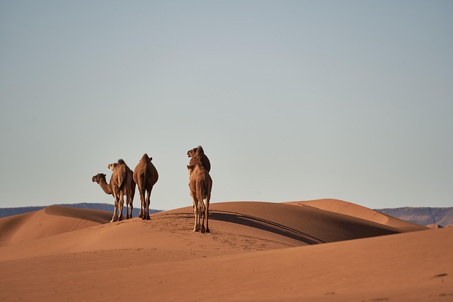 desert landscape