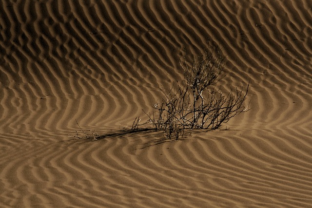 desert landscape
