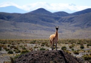 desert-landscape-640x480-53656016.jpeg