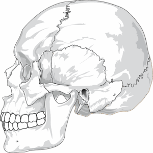 human-640x480-51478398.png