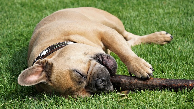 Lawn Care