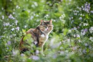 pet-sitting-640x480-22888697.jpeg